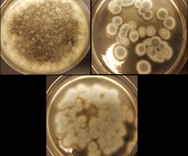 fungi recycle Li-ion Batteries - Aldo Lobos