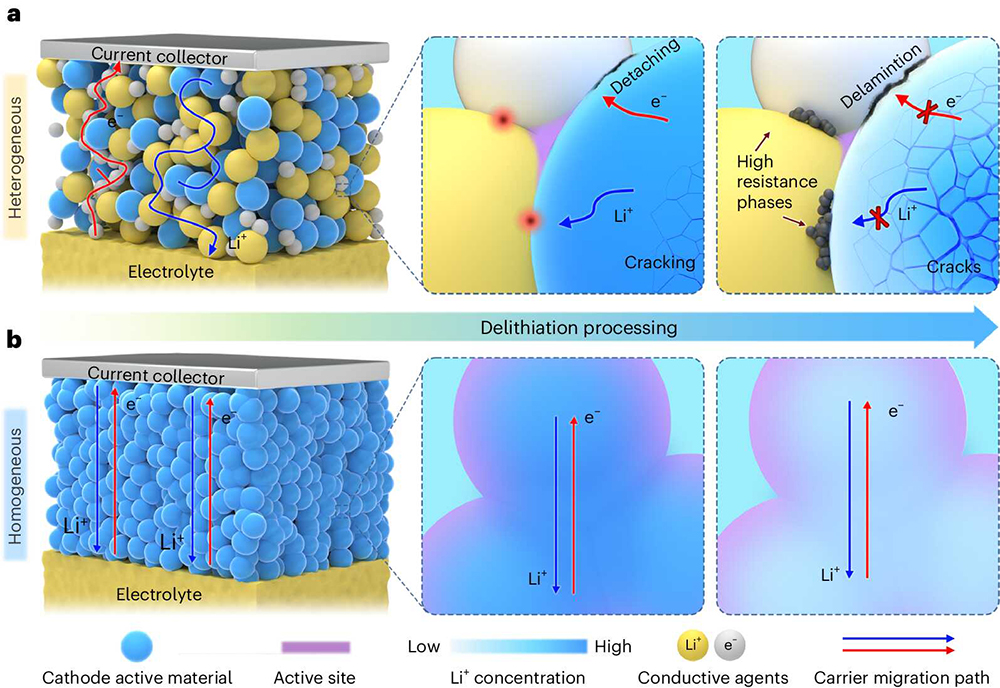 Researchers pioneer cathode homogenization approach to enhance all-solid-state lithium batteries